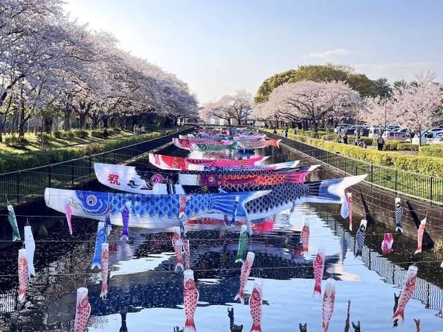 Koinobori de Tatebayashi, Gunma