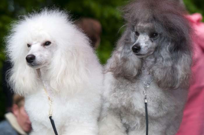 As 50 raças de cães mais populares do Japão 