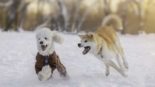 As 50 raças de cães mais populares do Japão