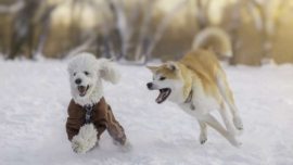 As 50 raças de cães mais populares do Japão