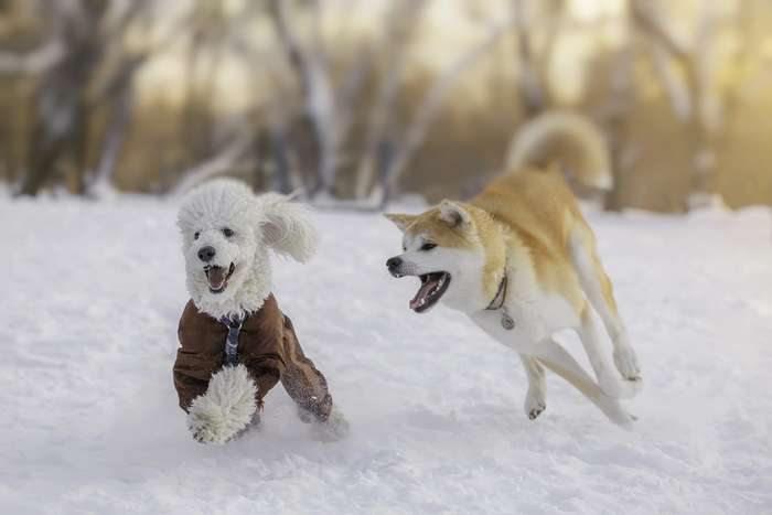 As 50 raças de cães mais populares do Japão