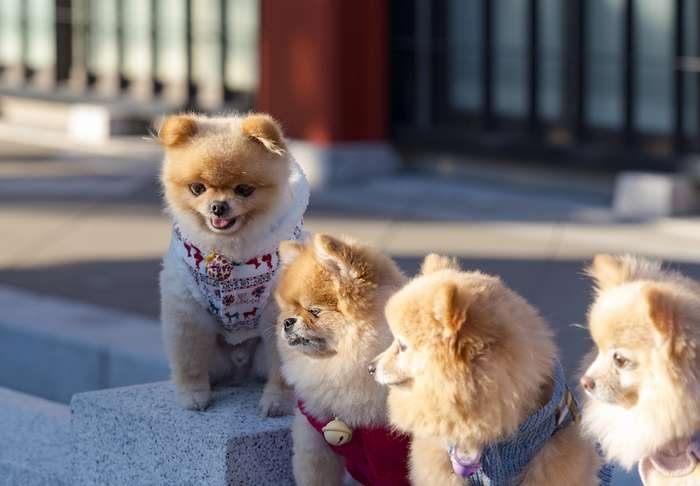 As 50 raças de cães mais populares do Japão 