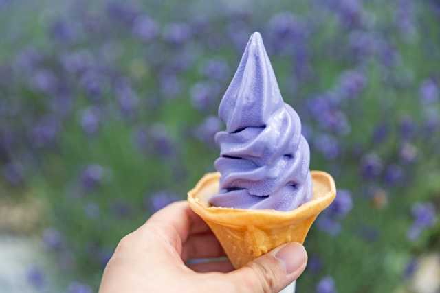 Conheça o Tambara Lavender Park, um dos maiores campos de lavanda do Japão