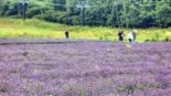 Conheça o Tambara Lavender Park, um dos maiores campos de lavanda do Japão
