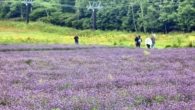 Conheça o Tambara Lavender Park, um dos maiores campos de lavanda do Japão
