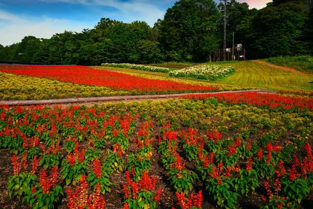 Conheça o Tambara Lavender Park, um dos maiores campos de lavanda do Japão