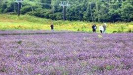 Conheça o Tambara Lavender Park, um dos maiores campos de lavanda do Japão