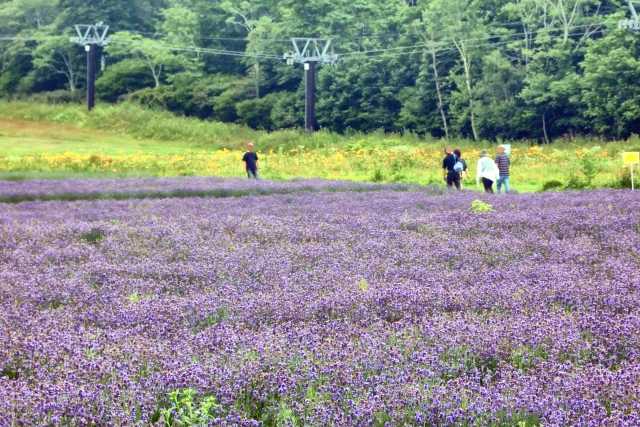 Conheça o Tambara Lavender Park, um dos maiores campos de lavanda do Japão