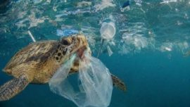 Empresa japonesa cria plástico biodegradável feito de CO2 para proteger os oceanos