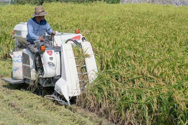 Plantação de arroz no Japão