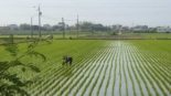 Plantação de arroz no Japão