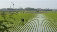 Plantação de arroz no Japão