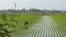 Plantação de arroz no Japão