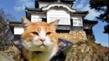 Sanjuro, o gato que se tornou o Senhor Feudal do Castelo Bichu Matsuyama no Japão
