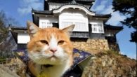 Sanjuro, o gato que se tornou o Senhor Feudal do Castelo Bichu Matsuyama no Japão