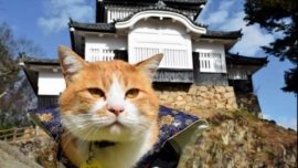 Sanjuro, o gato que se tornou o Senhor Feudal do Castelo Bichu Matsuyama no Japão