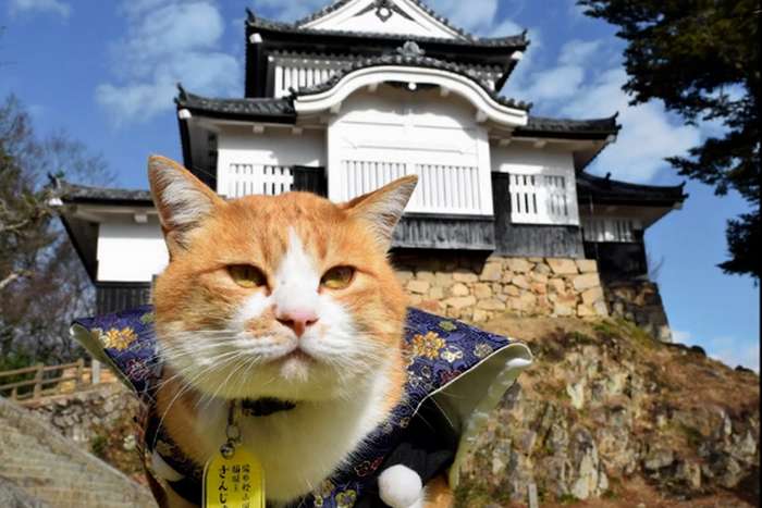 Sanjuro, o gato que se tornou o Senhor Feudal do Castelo Bichu Matsuyama no Japão