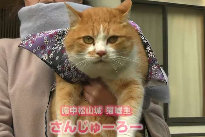 Sanjuro, o gato que se tornou o Senhor Feudal do Castelo Bichu Matsuyama no Japão
