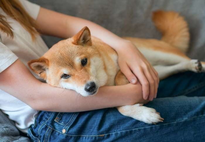 Shiba Inu 