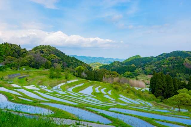 Terraços de arroz Oyama Senmaida