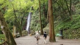 Cachoeira de Yoro e a lenda da água que vira saquê
