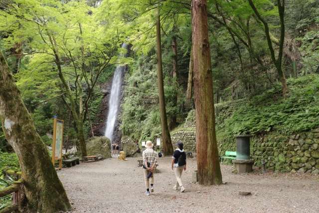 Cachoeira de Yoro e a lenda da água que vira saquê