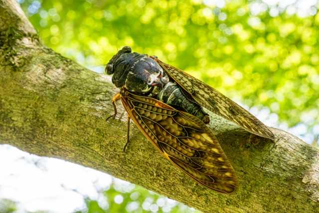 Curiosidades sobre as cigarras no Japão - Aburazemi 
