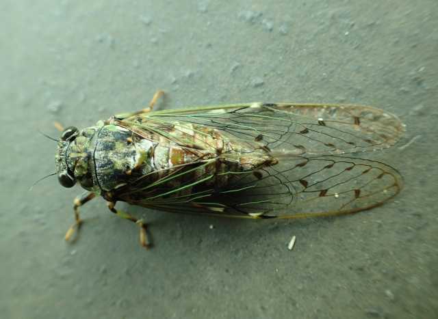 Curiosidades sobre as cigarras no Japão - Higurashi 