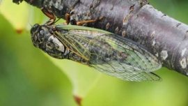 Curiosidades sobre as cigarras no Japão - Kumazemi