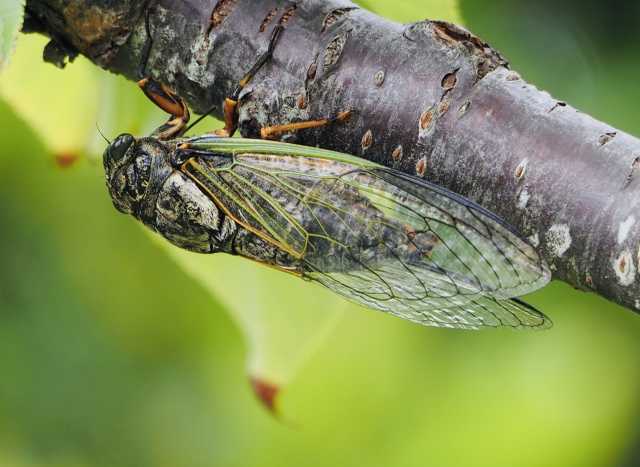 Curiosidades sobre as cigarras no Japão - Kumazemi