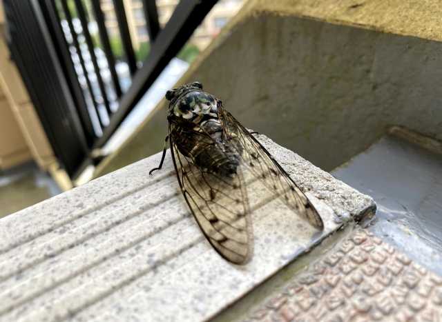 Curiosidades sobre as cigarras no Japão - Min Min Zemi 