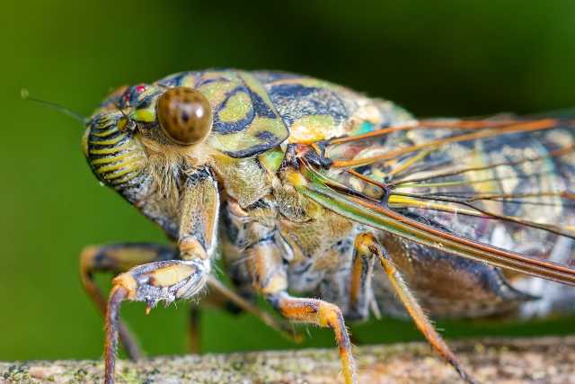 Curiosidades sobre as cigarras no Japão 