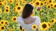 Himawari - Campos de girassóis para você conhecer no Japão