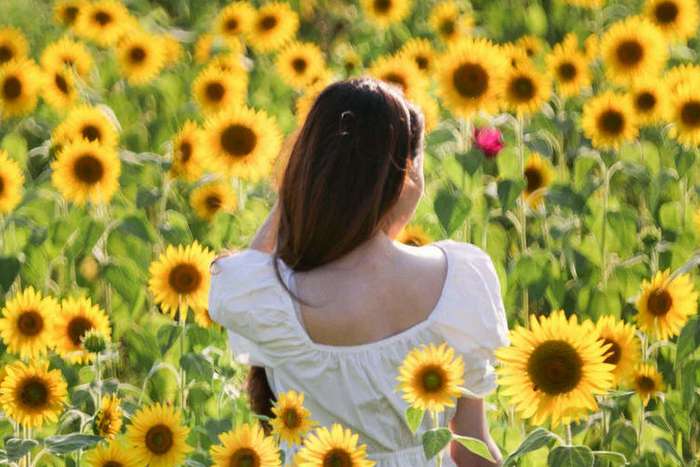 Himawari - Campos de girassóis para você conhecer no Japão