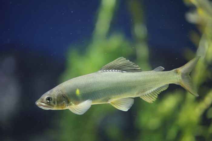 Peixe Ayu, símbolo do verão no Japão 