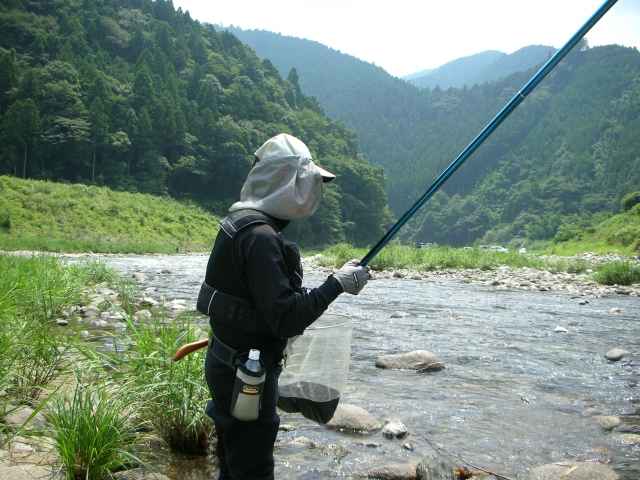 Peixe Ayu, símbolo do verão no Japão