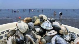 Shiohigari, a tradição japonesa de caçar conchas que reúne famílias nas praias no Japão