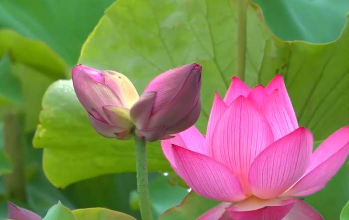 Soto ren - Lótus dupla ou gêmea, a rara flor de lótus de duas cabeças com caules entrelaçados