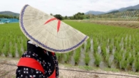 Sugegasa - a história e o simbolismo do tradicional chapéu de junco do Japão