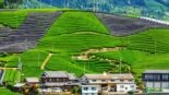 Plantações de chá em Wazuka