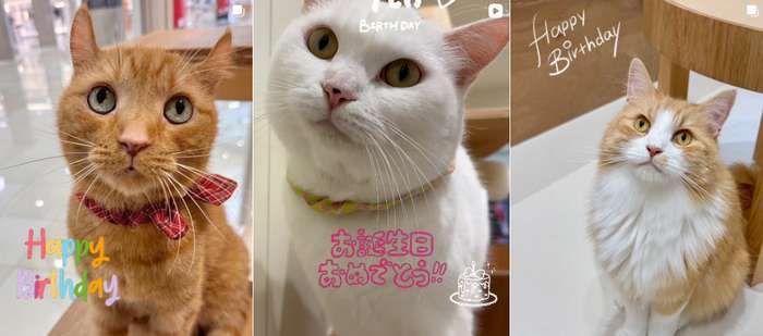 Terremoto em Kumamoto mobiliza força-tarefa para resgatar animais de estimação desaparecido