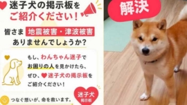 Terremoto em Kumamoto mobiliza força-tarefa para resgatar animais de estimação desaparecidos