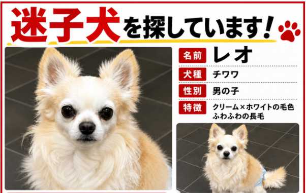 Terremoto em Kumamoto mobiliza força-tarefa para resgatar animais de estimação desaparecidos