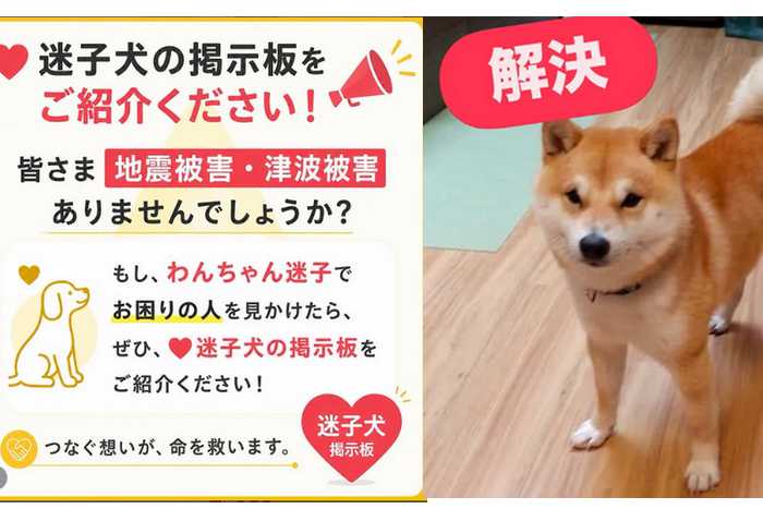 Terremoto em Kumamoto mobiliza força-tarefa para resgatar animais de estimação desaparecidos
