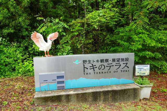 Toki, a ave que quase foi extinta na Ilha de Sado, Japão (