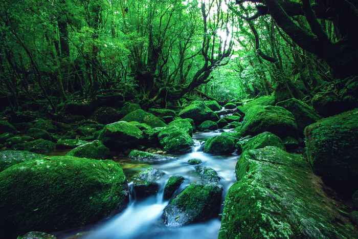 Yakushima: a ilha encantada do Japão que inspirou Princesa Mononoke e abriga florestas milenares