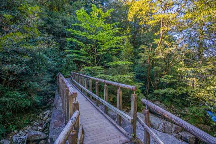 Yakushima, a ilha encantada do Japão