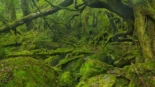 Yakushima, a ilha encantada do Japão