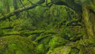 Yakushima, a ilha encantada do Japão