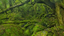 Yakushima, a ilha encantada do Japão